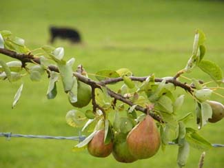 Castlefarm Organic Farm Foods - Pears